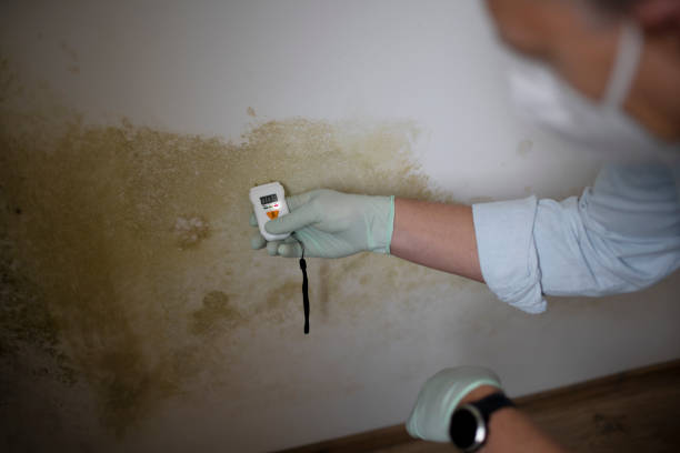 Best Mold Testing and Inspection Services in Fairmount, NY