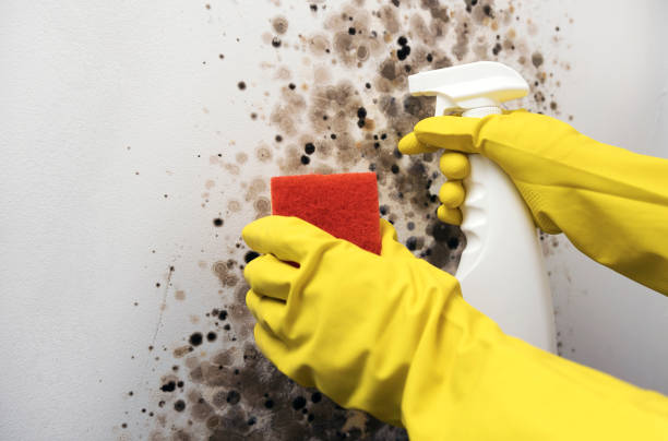 Best Kitchen Mold Remediation in Fairmount, NY