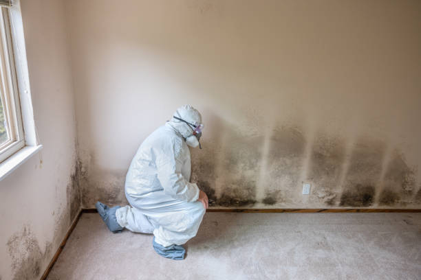 Best Industrial Mold Remediation in Fairmount, NY