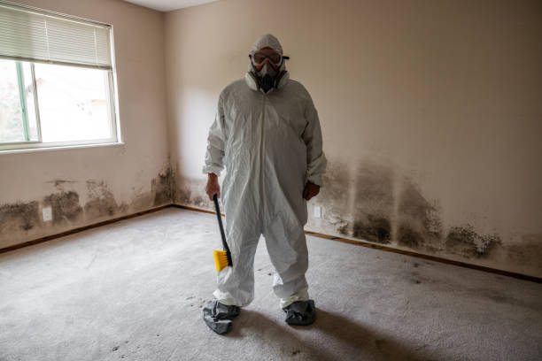Best Post-Flood Mold Remediation in Fairmount, NY