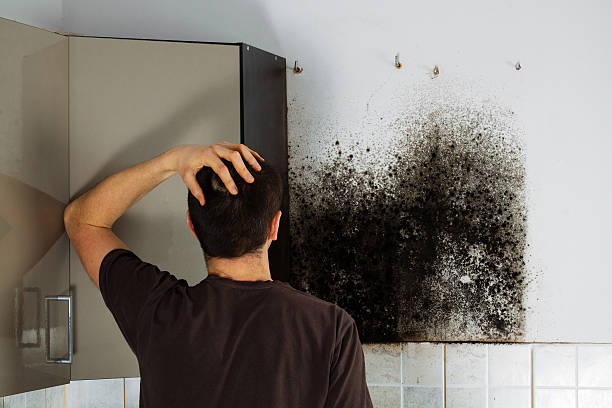 Best Residential Mold Remediation in Fairmount, NY