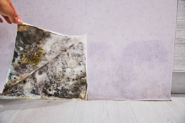 Professional Mold Remediation in Fairmount, NY